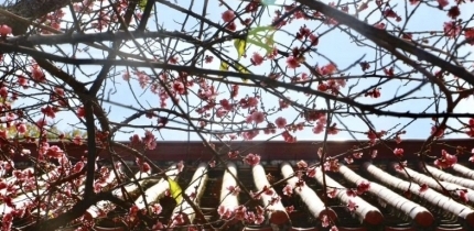 圍觀，梅峰寺的梅花開得正艷，錯過再等一年